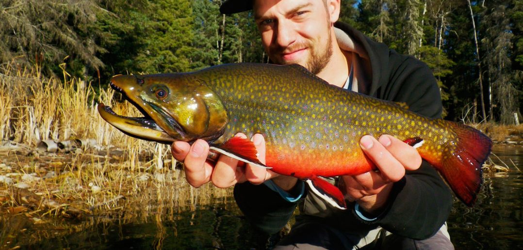 Brookie