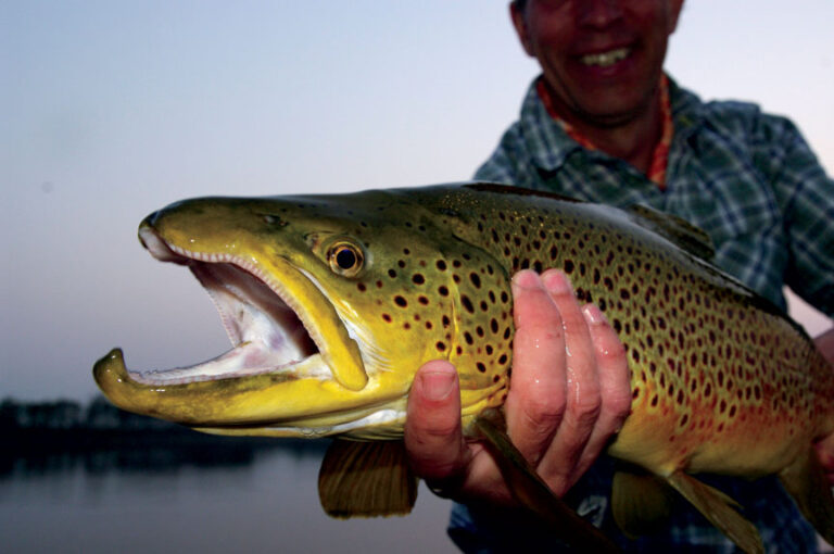 Conquering the Deep Water Brown Trout Adaptability