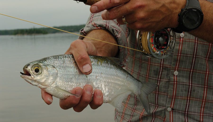 Fly Rod Fish_1