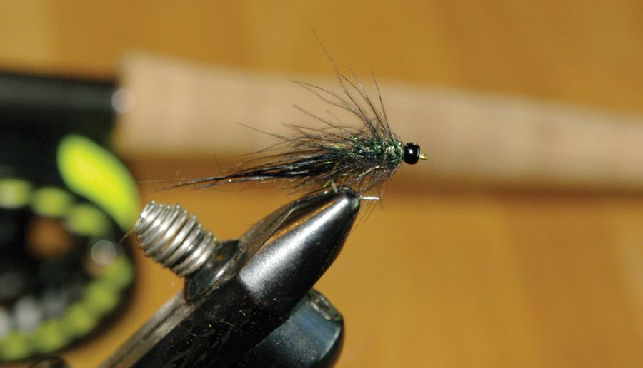 Micro Leech_1
