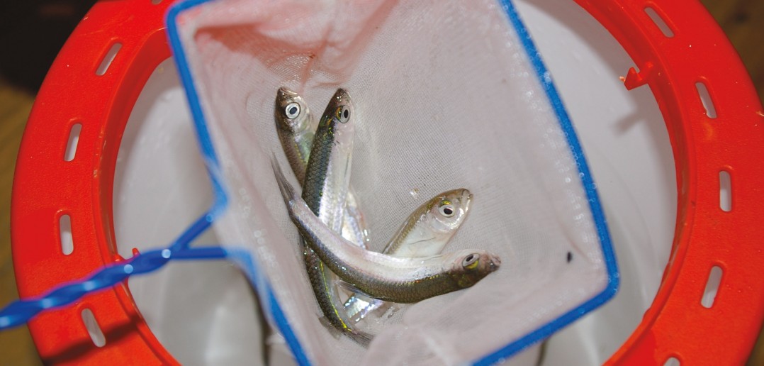 PressuredFishHoffman02