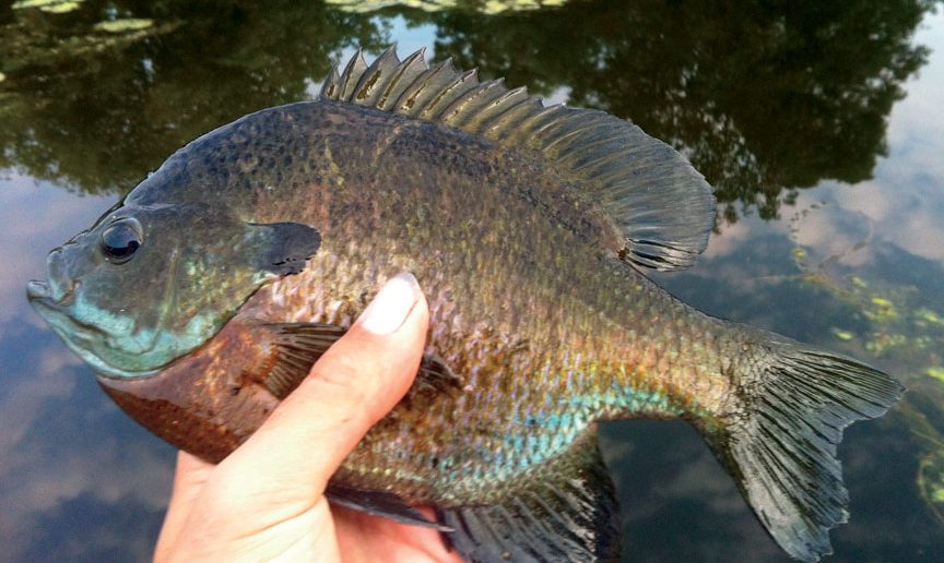 bull-gill