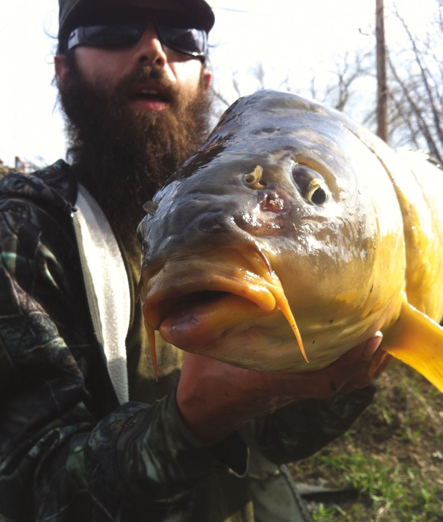 carp head on