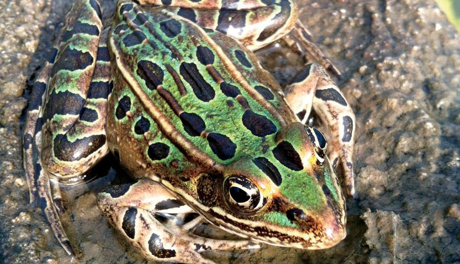 frog_1