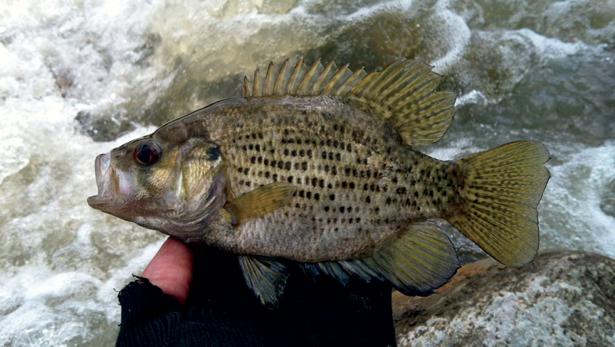 rockbass-from-the-rapids