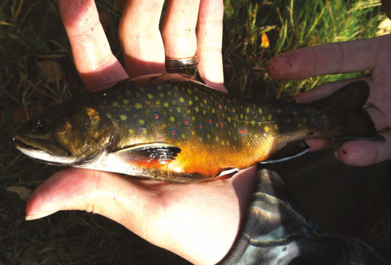 Trout Fishing in the Fall