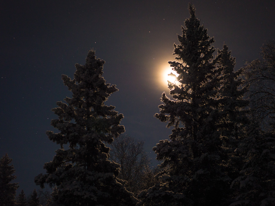 6 - Backlit Trees
