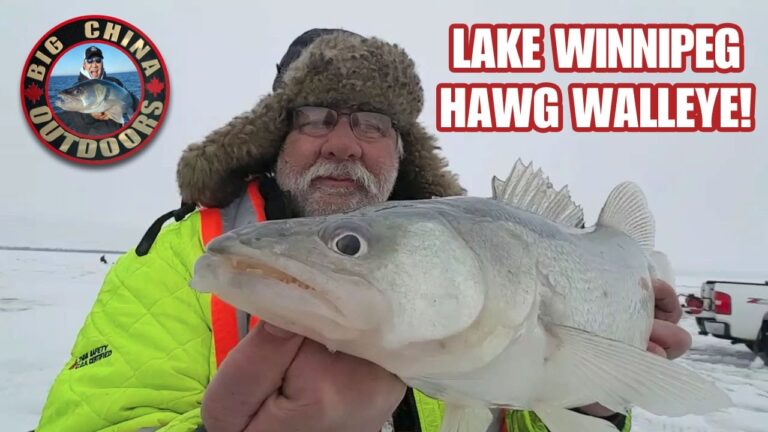 Lake Winnipeg Hawg Walleye!