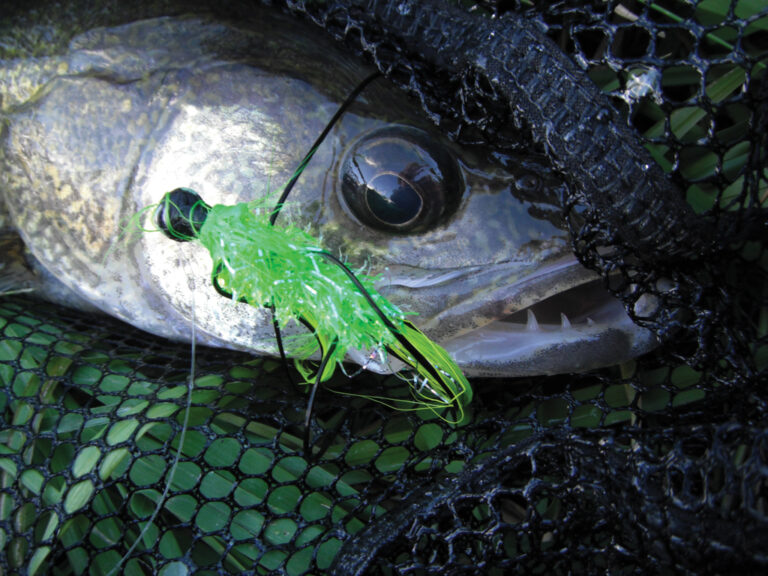 Dark-30 The Light and Dark Side of Fishing