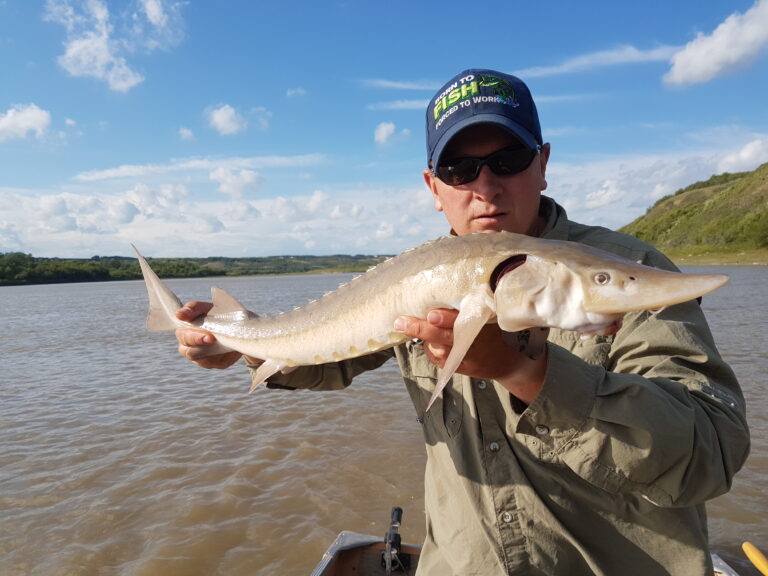 Is the North Saskatchewan River healthy?