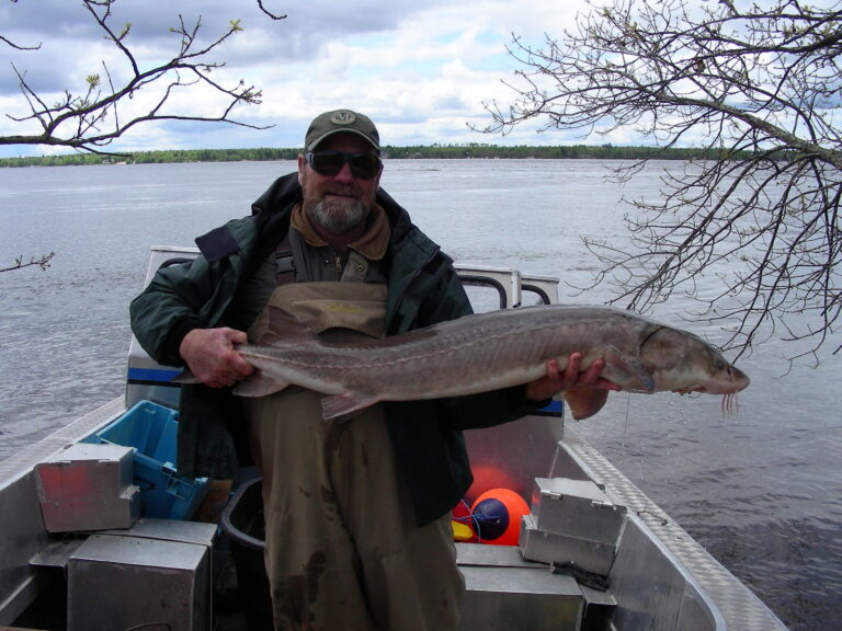 Winnipeg River Lake Sturgeon and the Conservation Closure