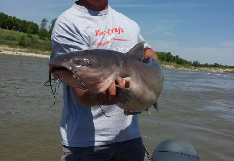 Trophy Channel Cats – for sale?