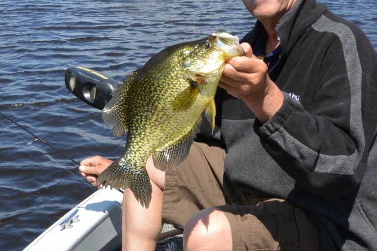 More research to be done on Manitoba crappie populations