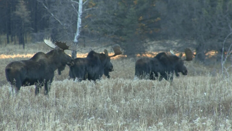 A Primer on Manitoba Moose