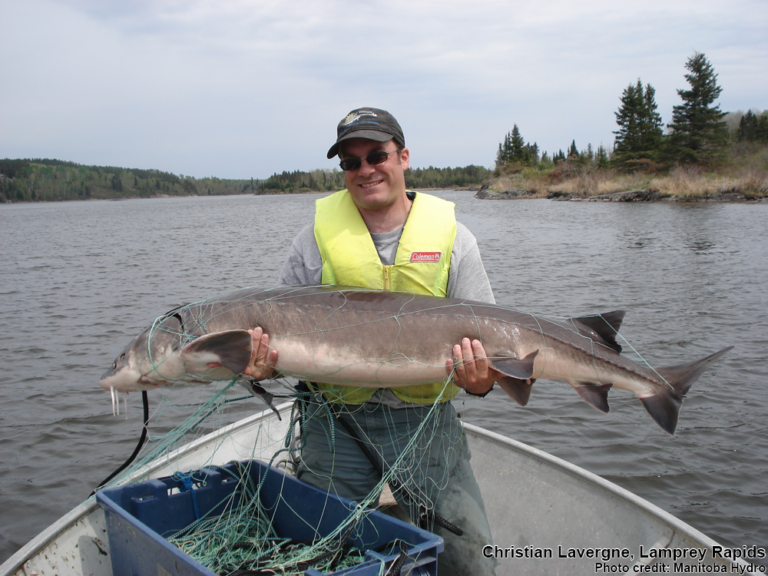 Lake Sturgeon: Separating Fact from Fiction