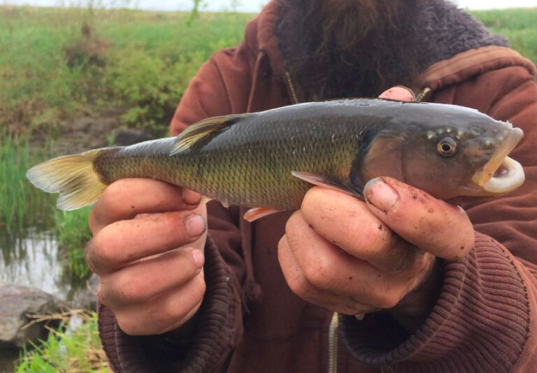 Micro Fishing