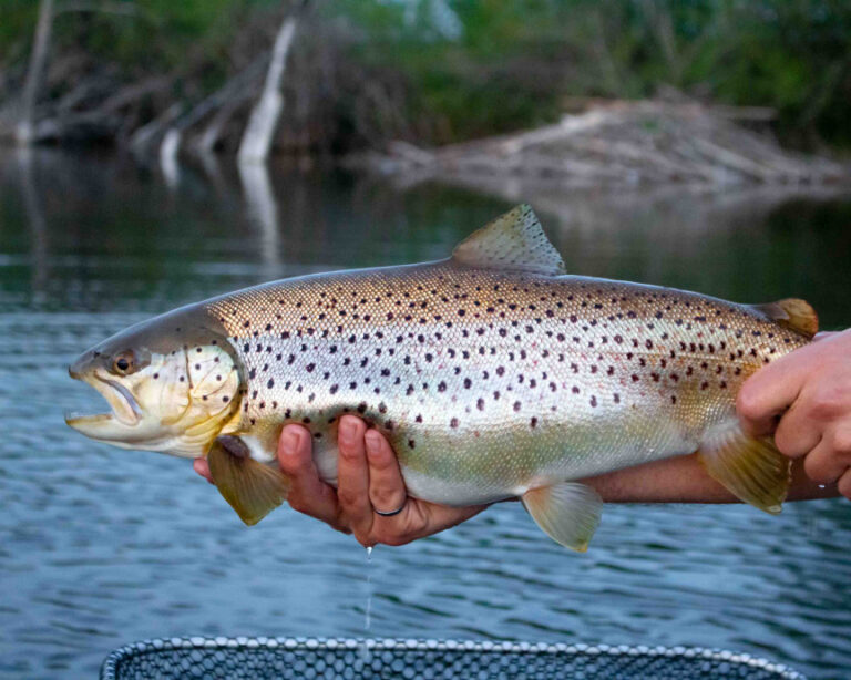 2020 International Fly Fishing Film Festival
