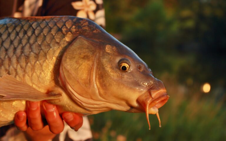 Carp on the Fly
