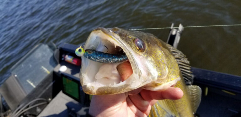 Further News on Lake of the Woods Walleye Population Problem