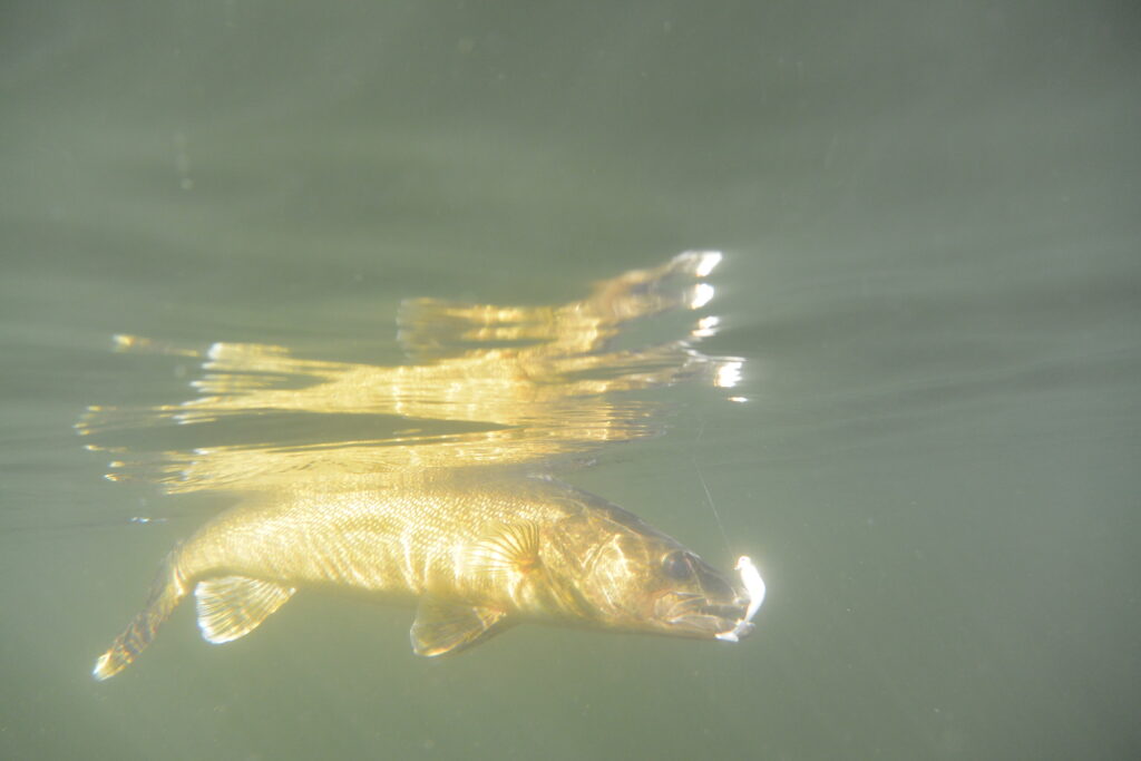 New Fund Established for Fish and Wildlife!