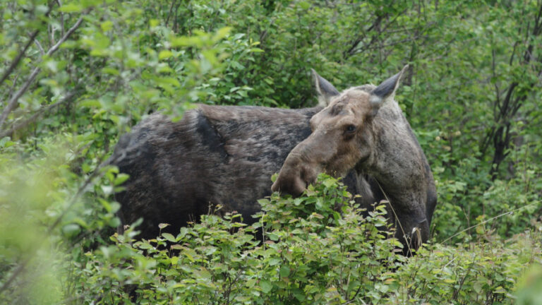 Rights Won’t Matter When The Last Moose is Shot