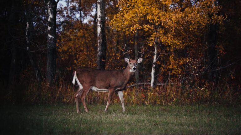 Top 5 Archery Tips for Whitetail