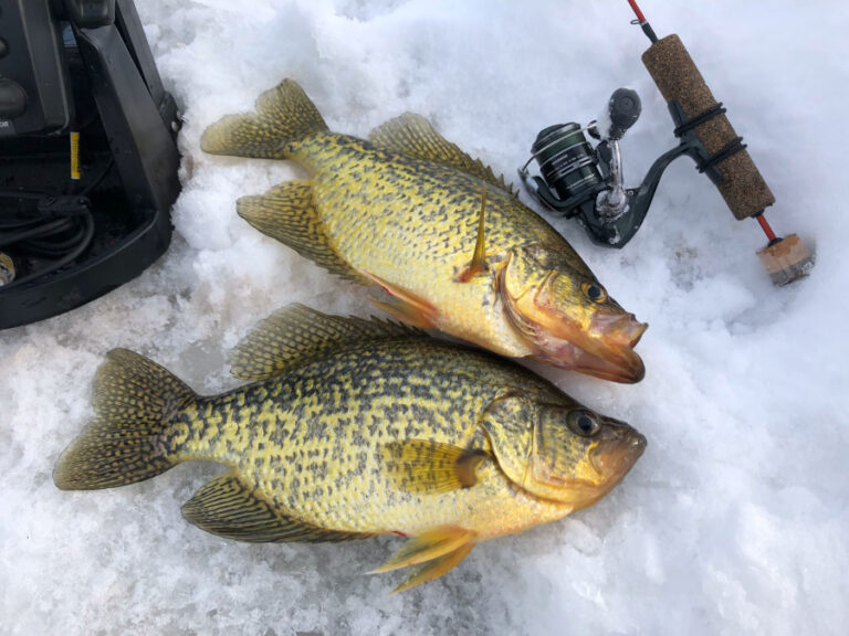 Hooked Fishing Report for November 13th