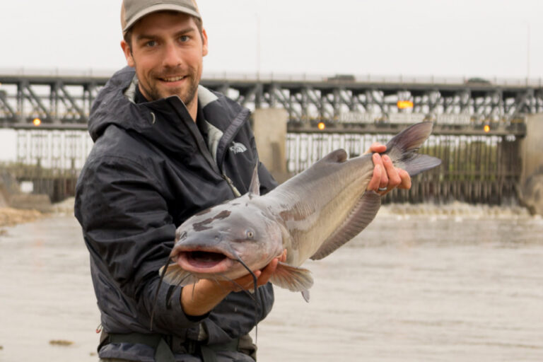 Cat Fishing on The Fly