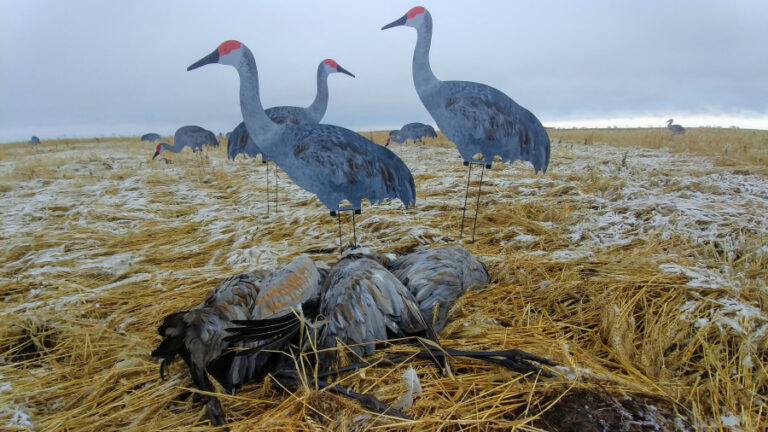 Saskatchewan Sandhills Shine!