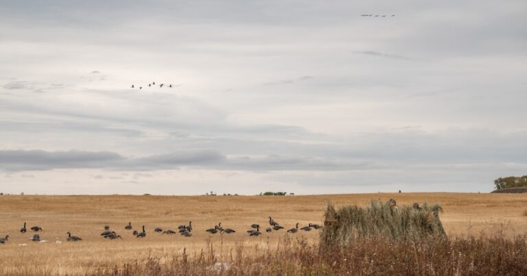 Needed changes on the way for Waterfowl hunters