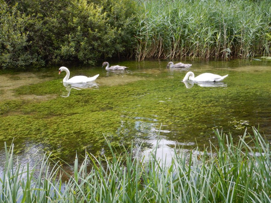 Swan Patrol on the River Test