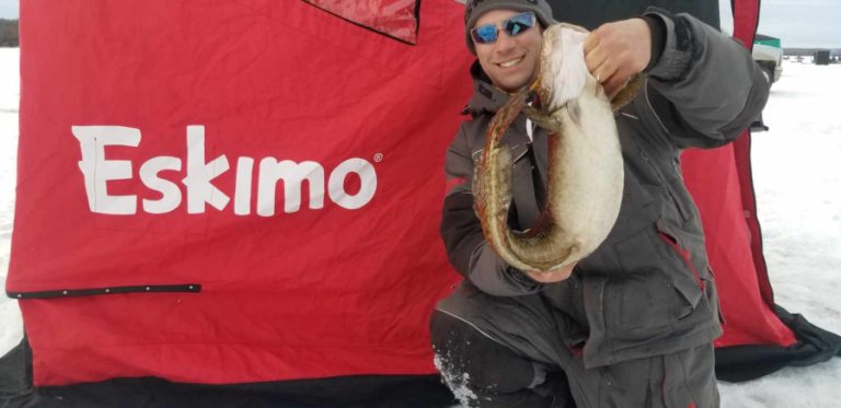Burbot action under the Ice!