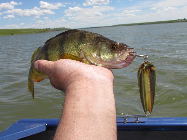 Fishing the Fall Aggression