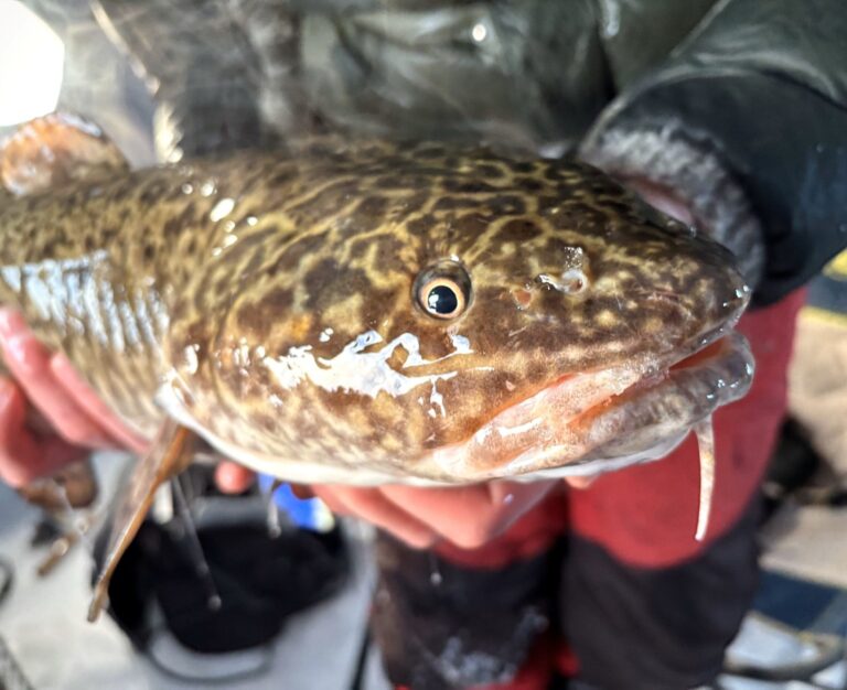 The Mighty Burbot-Part Three