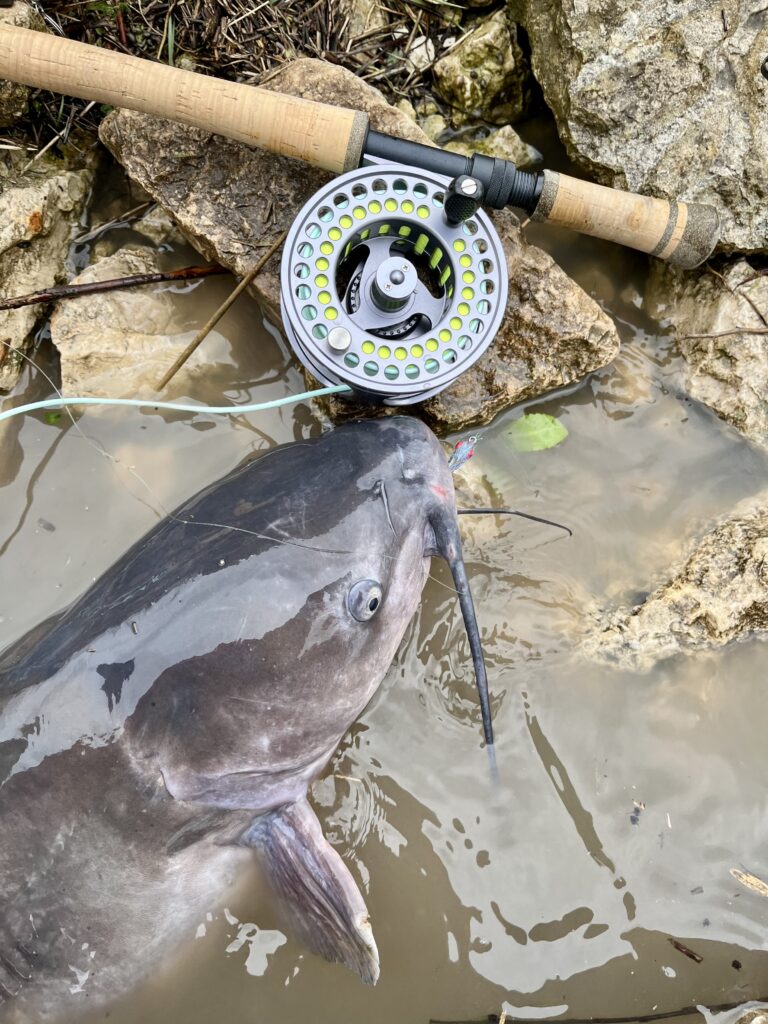 Fly Rod Catfish!